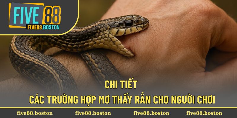 Chi tiết các trường hợp mơ thấy rắn cho người chơi
