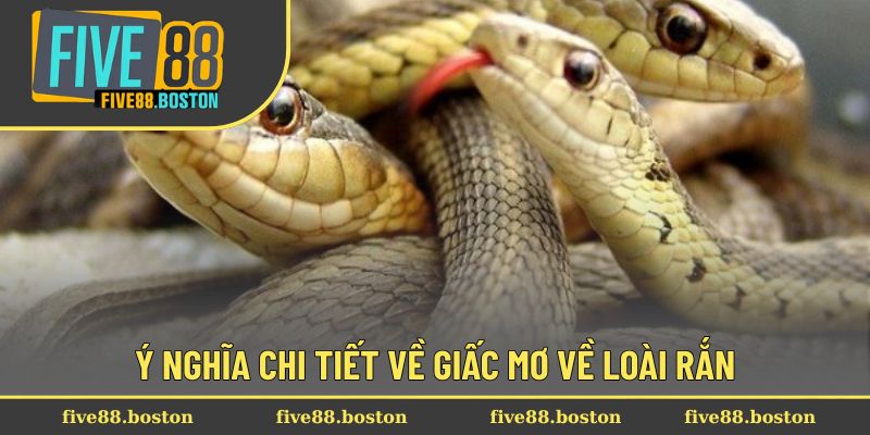 Ý nghĩa chi tiết về giấc mơ về loài rắn
